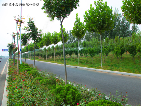 向阳路中段西侧部分园林景观工程